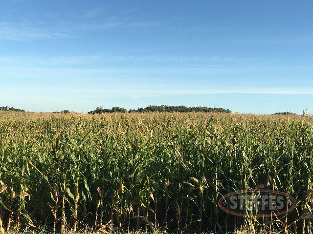 MEEKER COUNTY, MN TILLABLE LAND AUCTION – 125± ACRES